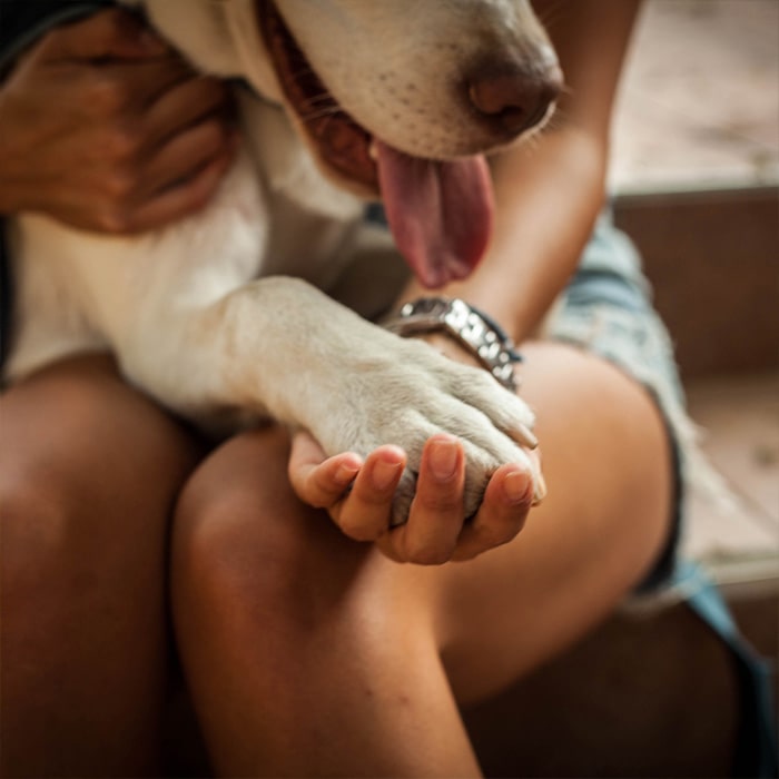 Diffuz-Benevolat-animaux-environnement-visuel-700x700-20240524