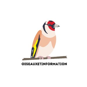 oiseauxetinformation